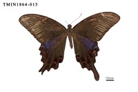 藏品(翠鳳蝶)的圖片